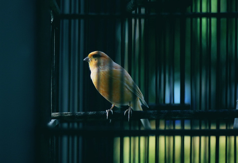 imprisioned bird